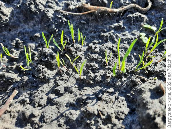 Морковь 'Катрин' от Аэлита. 23.05.2022 (возраст 4 дня)