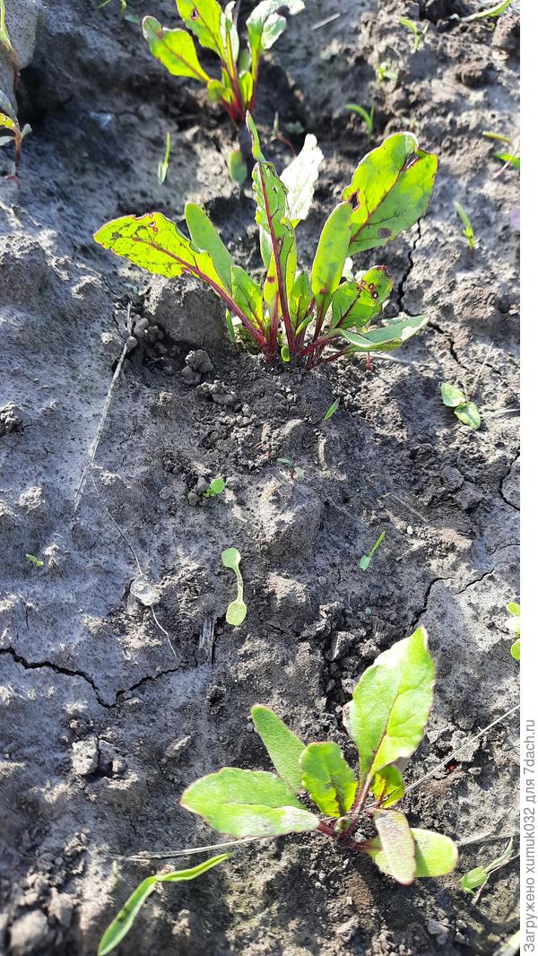 Свекла &#39;Джулия&#39; F1 от Аэлита. 05.06.2022 г (возраст 21 день)