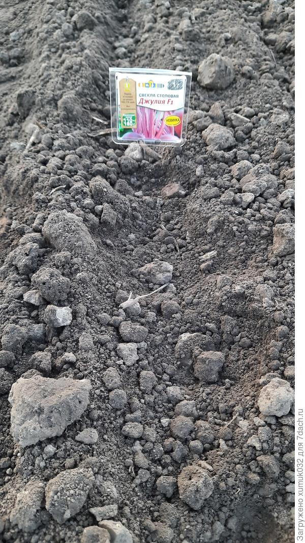 Свекла &#39;Джулия&#39; F1 от Аэлита. Посев 07.05.2022 г