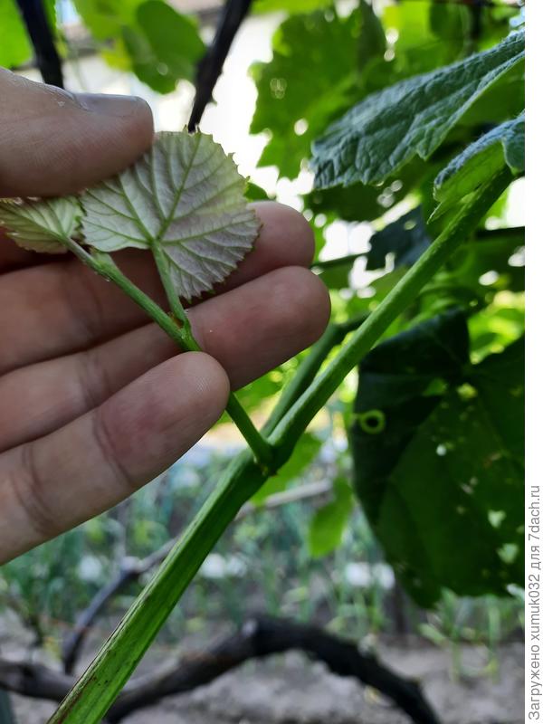 Обратная сторона