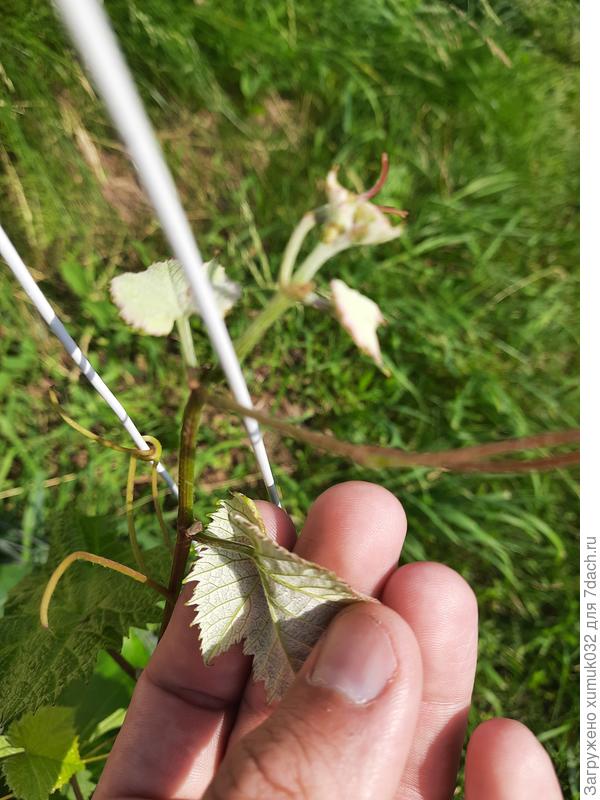 Молодой побег Юпитер