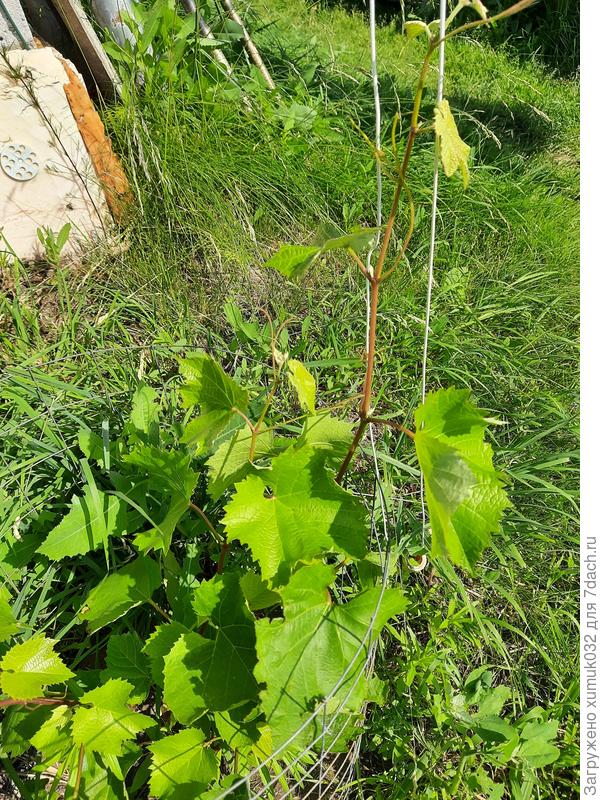 Молодой куст Юпитер