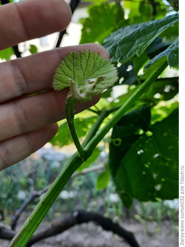 Пасынок на Рилайс