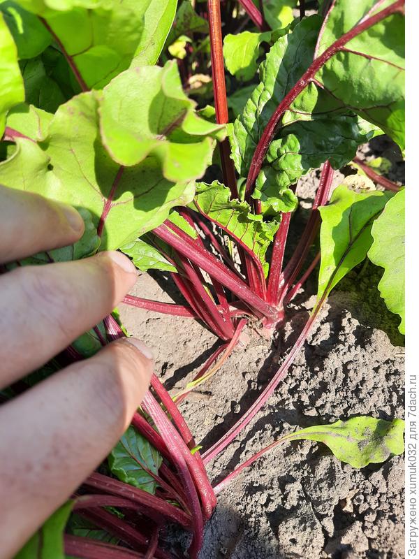 Свекла 'Джулия' F1 от Аэлита. 25.06.22 (возраст 41 день)