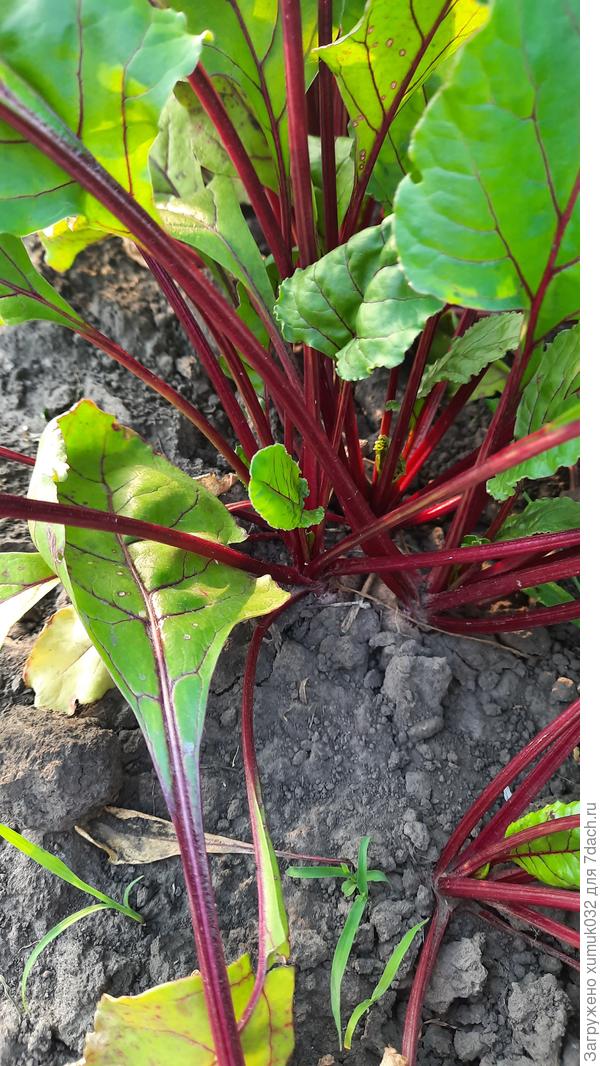 Свекла 'Джулия' F1 от Аэлита. 05.07.22 (возраст 51 день)