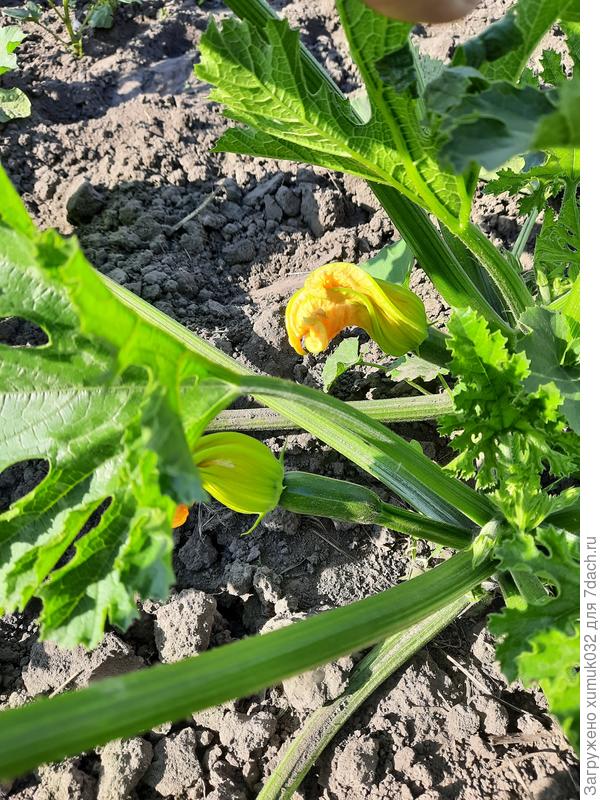 Кабачок 'Будулай F1' от Аэлита 25.06.2022 (возраст 33 дня)