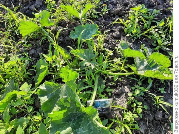 Кабачок 'Будулай F1' от Аэлита 15.06.2022 (возраст 23 дня)