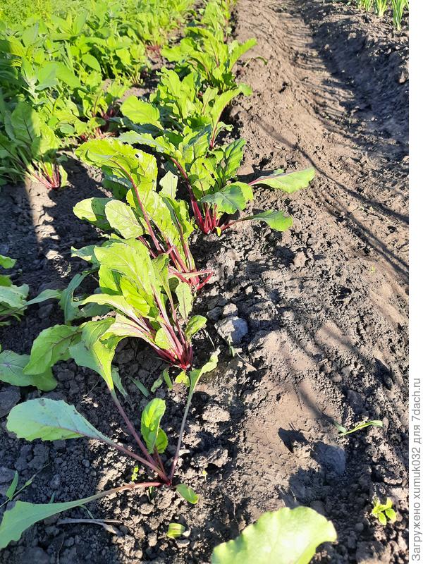 Свекла 'Джулия' F1 от Аэлита. 15.06.22 (возраст 31 день)