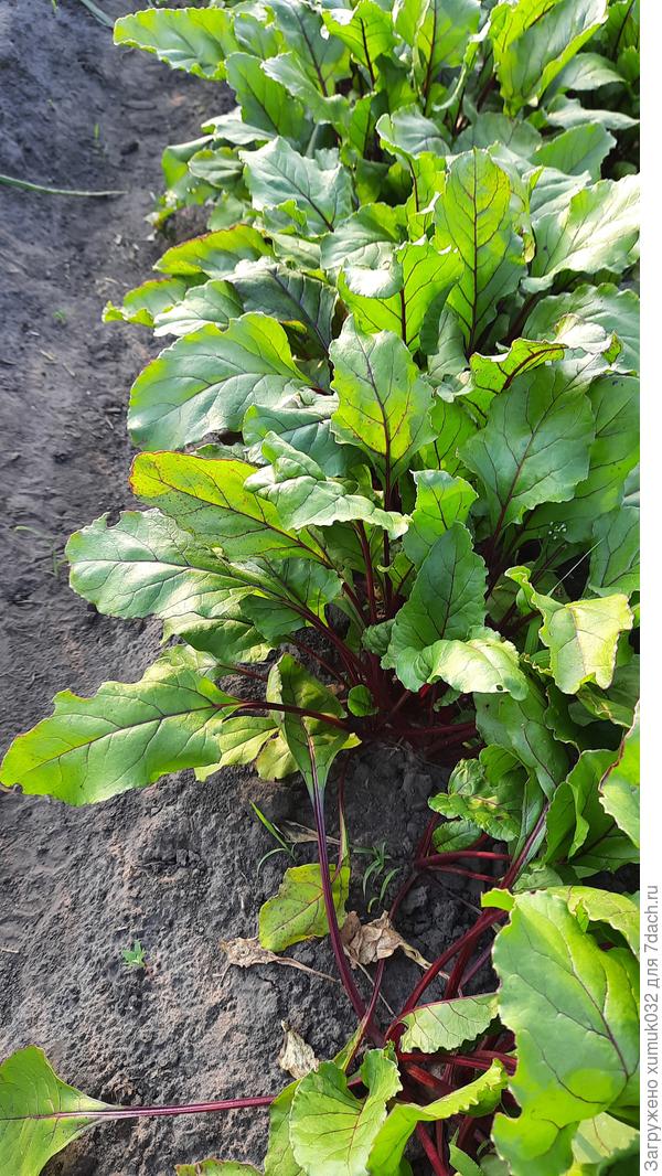 Свекла 'Джулия' F1 от Аэлита. 05.07.22 (возраст 51 день)