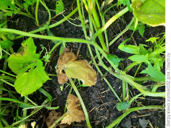 Огурец "Невский экспресс F1" 17.07.2022 г. (возраст 42 дня)