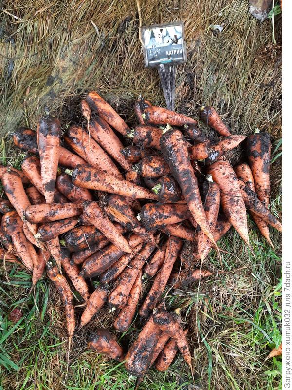 Морковь "Катрин" 11.09.2022 г. (возраст 115 дней)