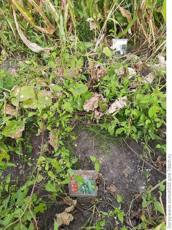 Огурцы 03.09.2022 г. (возраст 90 суток)