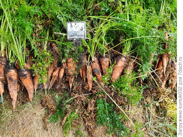 Морковь "Катрин" 11.09.2022 г. (возраст 115 дней)