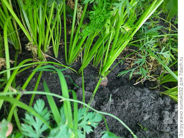 Морковь "Катрин" 07.08.2022 г. (возраст 80 дней)