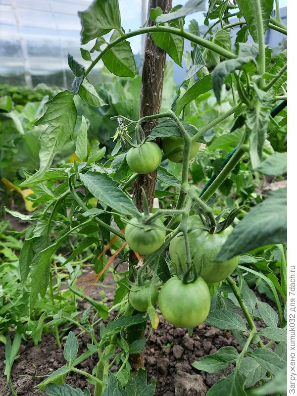 Томат 'Тунгуска' от Аэлита 25.06.2022 г. (возраст 95 дней)