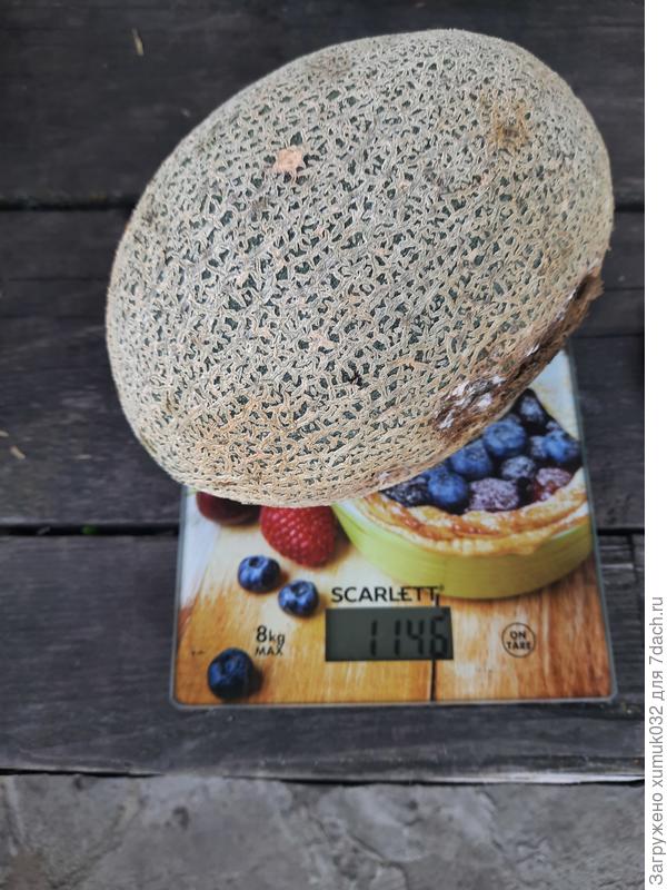 Дыня 'Бест Джумбо F1' от Аэлита 07.08.2022 г. (возраст 126 дней) - привитая