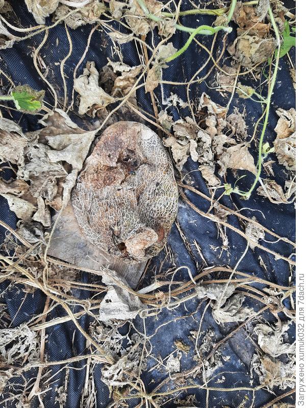 Дыня 'Бест Джумбо F1' от Аэлита 03.09.2022 г. (возраст 153 дня)