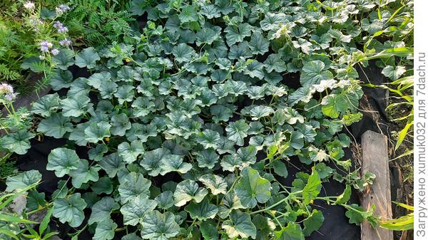 Дыня 'Бест Джумбо F1' от Аэлита 05.07.2022 г. (возраст 93 дня)