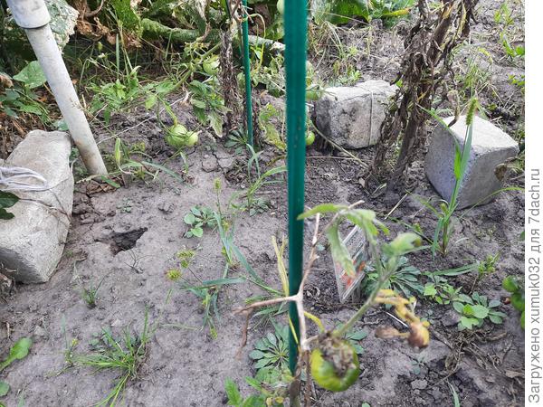 Томат 'Тунгуска' от Аэлита 03.09.2022 г. (возраст 165 дней)