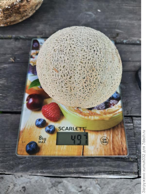 Дыня 'Бест Джумбо F1' от Аэлита 07.08.2022 г. (возраст 126 дней)