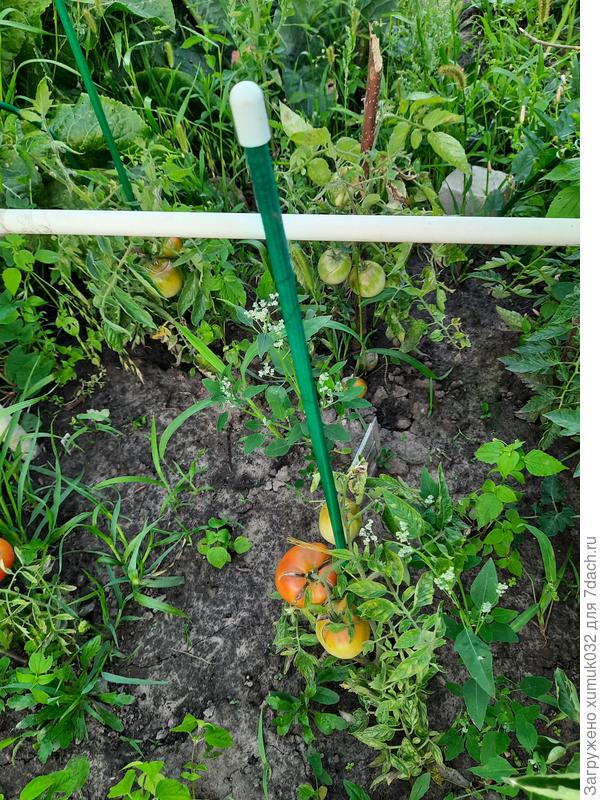 Томат 'Тунгуска' от Аэлита 26.07.2022 г. (возраст 126 дней)