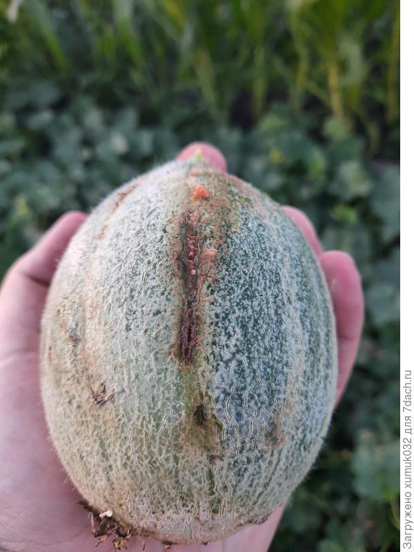 Дыня 'Бест Джумбо F1' от Аэлита 14.07.2022 г. (возраст 102 дней)