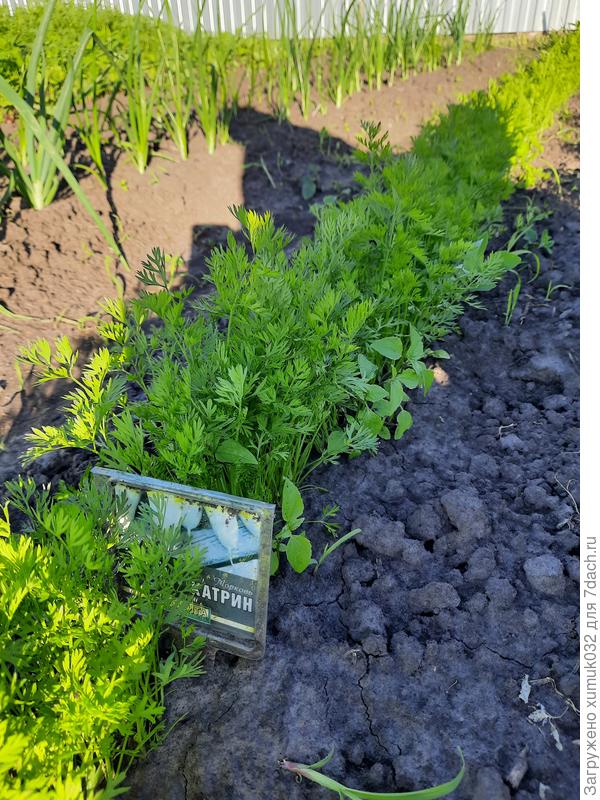 Морковь 'Катрин' от Аэлита. 15 июня 2022 г. (возраст 27 дней)