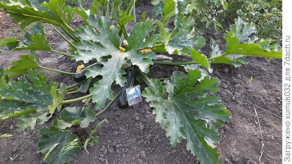 Кабачок 'Будулай F1' 05.07.2022 г. (возраст 43 дня)