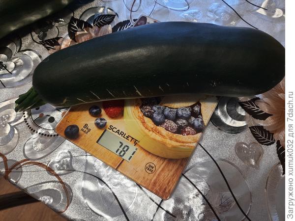 Кабачок 'Будулай F1'