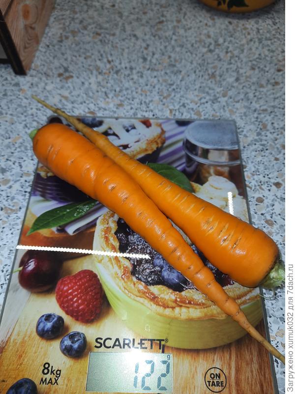 Морковь ‘Катрин’ 21.07.2022 года (возраст 54 дня)