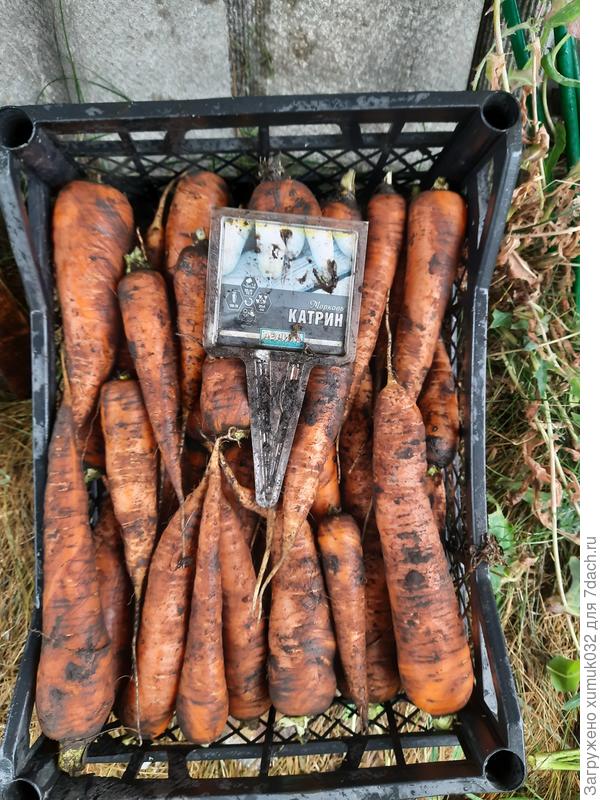 Морковь ‘Катрин’ - весь урожай в ящике перед закладкой на хранение