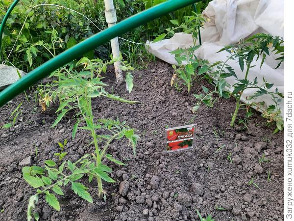 Томат 'Тунгуска' от Аэлита 12.06.2022 г. (возраст 82 дня)