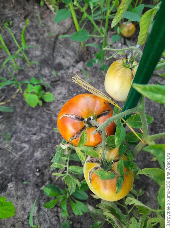 Томат "Тунгуска"