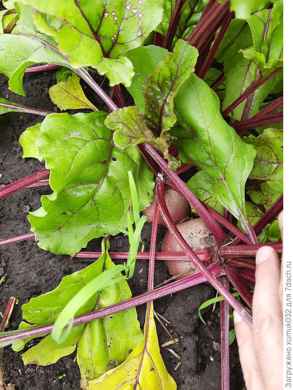 Свекла &#39;Джулия&#39; F1, 17.07.2022 (возраст 63 дня)