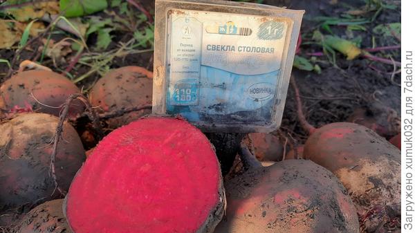 Свекла "Джулия" F1 в разрезе