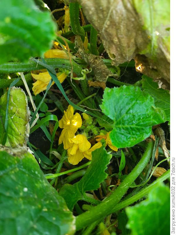 Огурец 12 вилок 07 августа 2022 г.