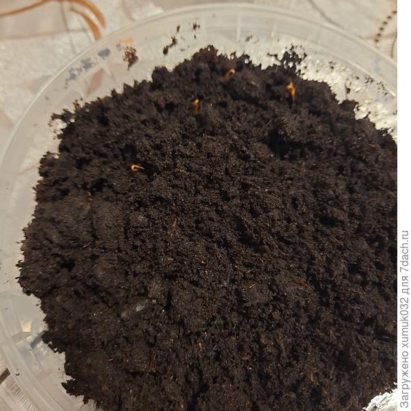 первые всходы туи