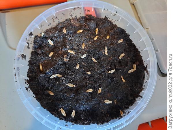 Семена при посадке