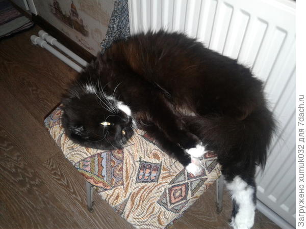 Феня греется