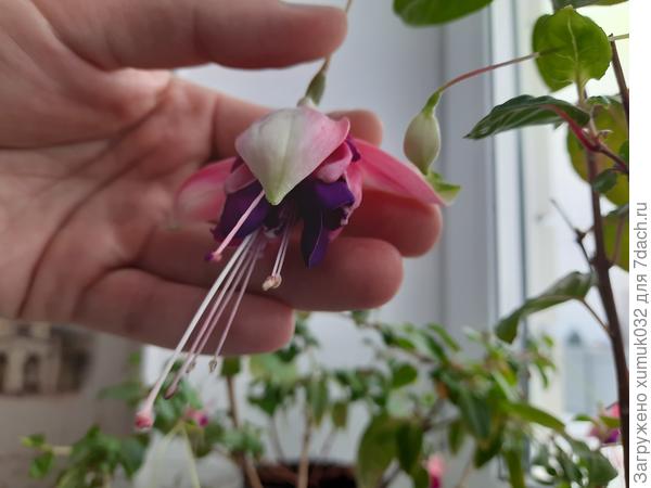 Цветущая фуксия