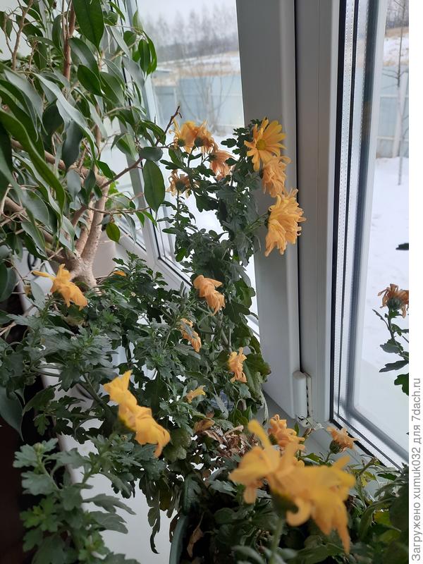 Желтая хризантема отцветает