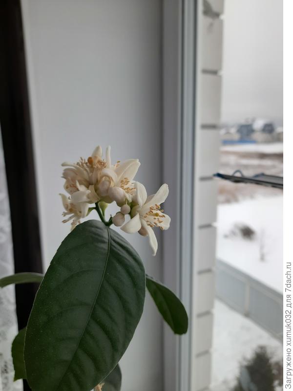 Цветки лимона