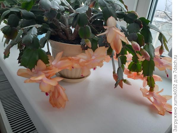 Оранжевая шлюмбергера