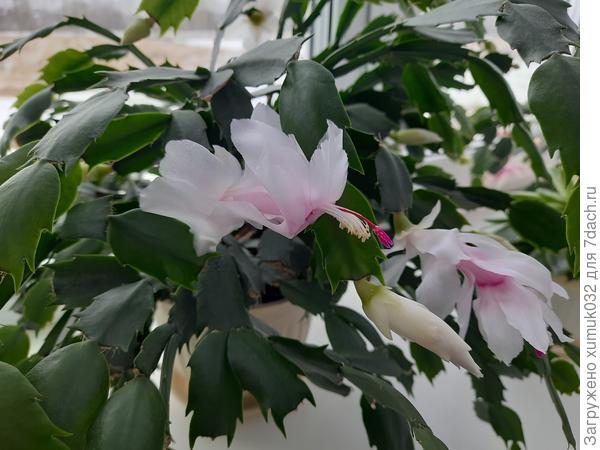 Ну чем не бабочка?