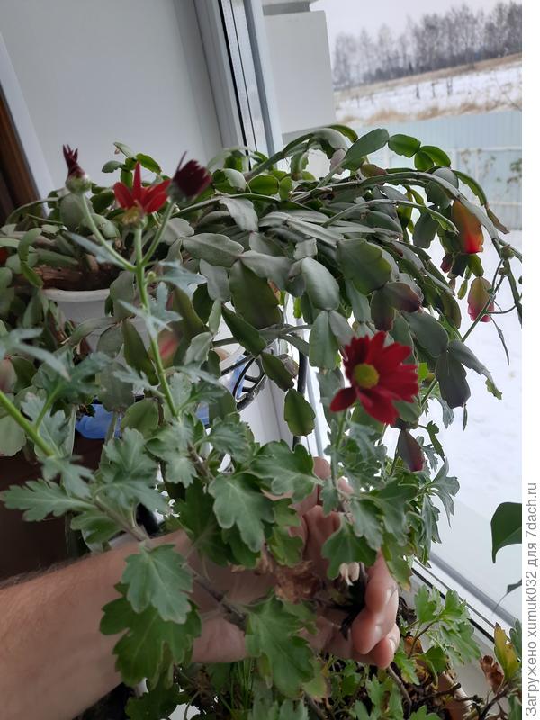 А бордовая только зацветает.