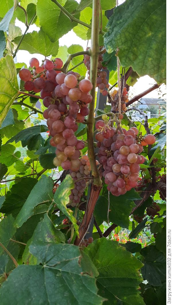 Виноград 2021 год