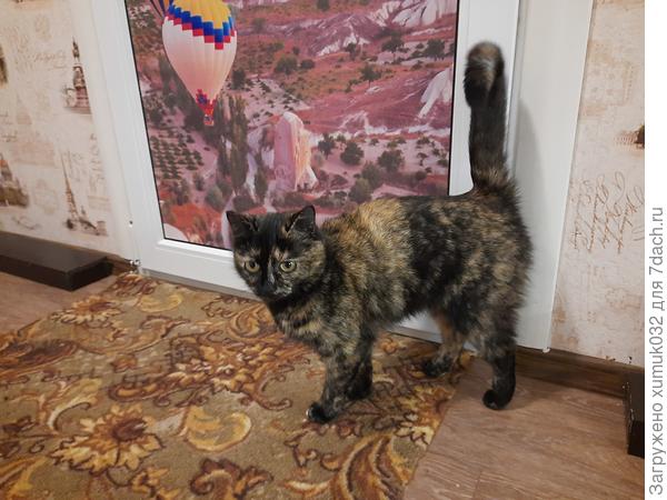 Тютелька на рандеву с котиками просится. Но нет!