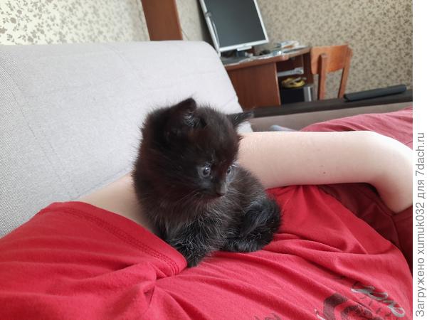 Чернявка-серебрянка