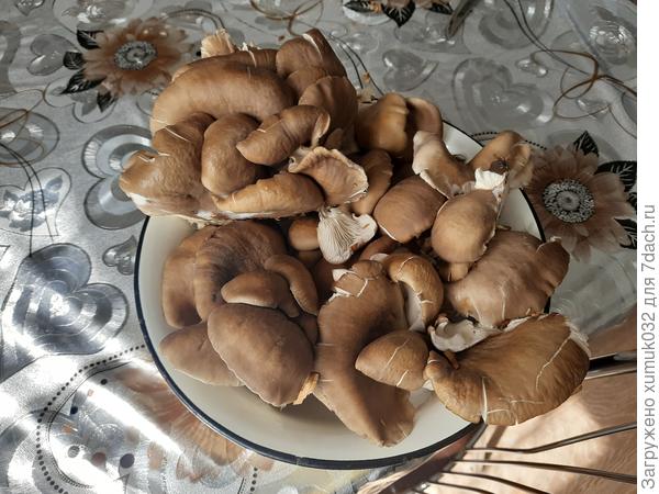 Первый урожай