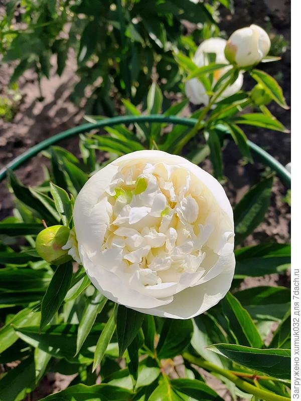 Пион молочноцветковый Фестива Максима (Paeonia Festiva Maxima). Тоже первый раз зацветает. Должны быть розовые крапины на белом цветке. Подождем...